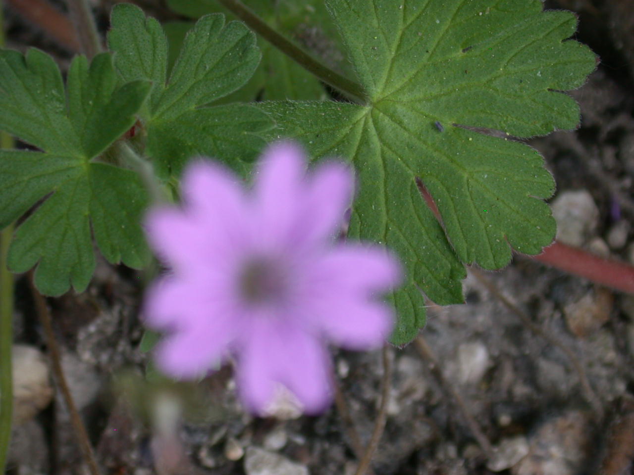 Geranium cfr. pyrenaicum